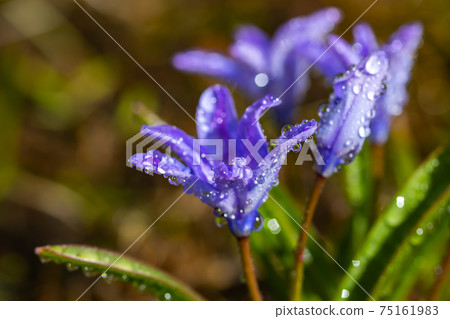 Closeup of blooming blue scilla luciliae flowers with raindrops in sunny day. Closeup of blooming blue scilla luciliae flowers with raindrops in sunny day. 75161983