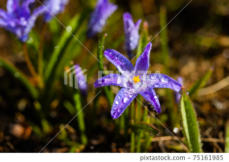 Closeup of blooming blue scilla luciliae flowers with raindrops in sunny day. 75161985
