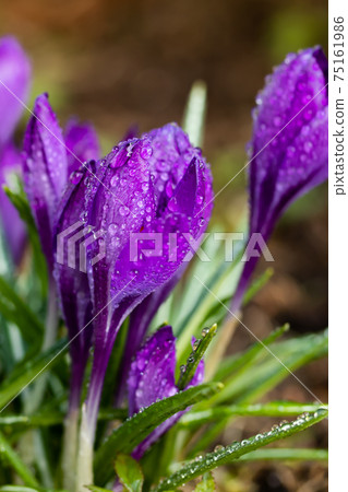 Violet beautiful crocuses with raindrops in early spring garden. Soft selective focus. 75161986