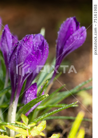 Violet beautiful crocuses with raindrops in early spring garden. Soft selective focus. 75161988