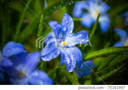 Closeup of blooming blue scilla luciliae flowers with raindrops in sunny day. Closeup of blooming blue scilla luciliae flowers with raindrops in sunny day. 75161997