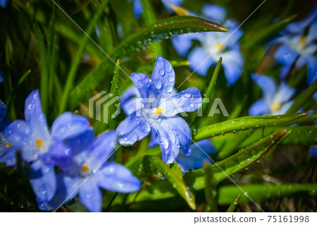Closeup of blooming blue scilla luciliae flowers with raindrops in sunny day. Closeup of blooming blue scilla luciliae flowers with raindrops in sunny day. 75161998