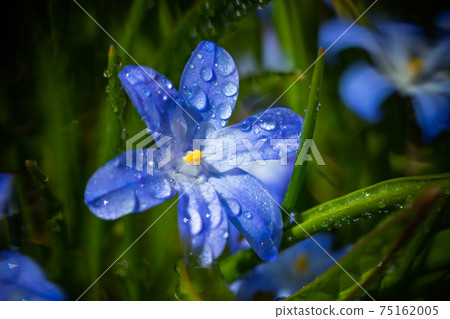 Closeup of blooming blue scilla luciliae flowers with raindrops in sunny day. Closeup of blooming blue scilla luciliae flowers with raindrops in sunny day. 75162005