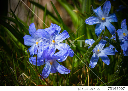 Closeup of blooming blue scilla luciliae flowers with raindrops in sunny day. Closeup of blooming blue scilla luciliae flowers with raindrops in sunny day. 75162007
