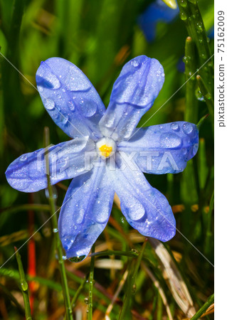 Closeup of blooming blue scilla luciliae flowers with raindrops in sunny day. Closeup of blooming blue scilla luciliae flowers with raindrops in sunny day. 75162009