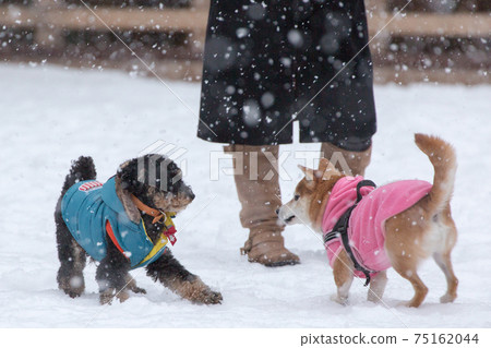At a dog run in the snow At a dog run in the snow 75162044