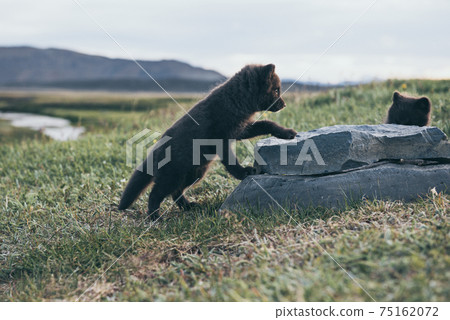 Arctic fox cub 75162072