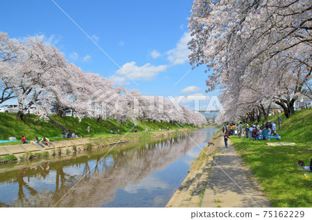 新坂河兩岸的百十郎櫻花盛開 75162229