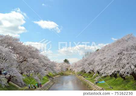 新坂河岸邊百十郎櫻桃樹兩旁種著櫻花樹 75162230