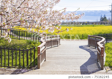 Prefectural Gongendo Park rape blossoms and cherry blossoms 75162245