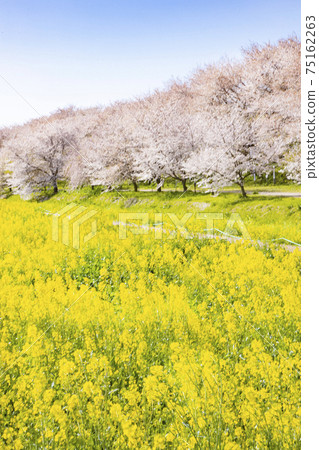 Kenei Gongendo Park, a landscape of rape blossoms and rows of cherry blossom trees 75162263