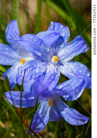 Closeup of blooming blue scilla luciliae flowers with raindrops in sunny day. Closeup of blooming blue scilla luciliae flowers with raindrops in sunny day. 75162431