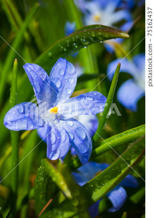 Closeup of blooming blue scilla luciliae flowers with raindrops in sunny day. Closeup of blooming blue scilla luciliae flowers with raindrops in sunny day. 75162437