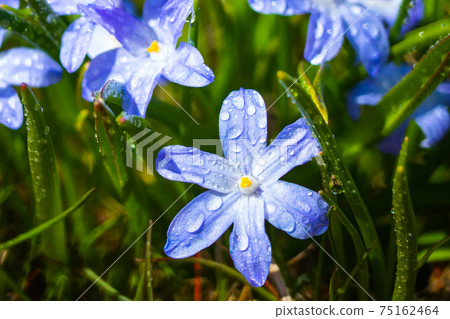 Closeup of blooming blue scilla luciliae flowers with raindrops in sunny day. Closeup of blooming blue scilla luciliae flowers with raindrops in sunny day. 75162464