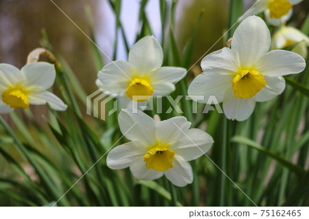 White Daffodil spring blossom in park or garden. 75162465