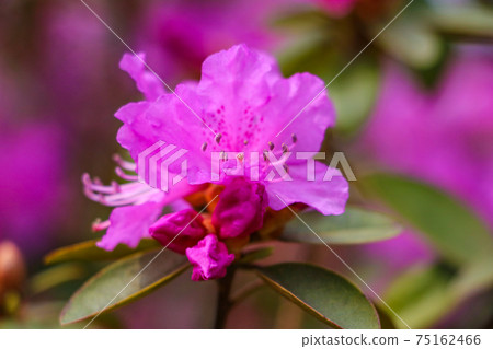 Pink purple flowers of a Rhododendron inflorescence. Pink purple flowers of a Rhododendron inflorescence. 75162466