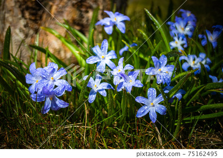 Closeup of blooming blue scilla luciliae flowers with raindrops in sunny day. Closeup of blooming blue scilla luciliae flowers with raindrops in sunny day. 75162495