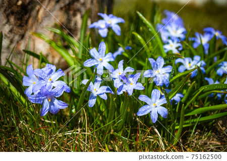 Closeup of blooming blue scilla luciliae flowers with raindrops in sunny day. Closeup of blooming blue scilla luciliae flowers with raindrops in sunny day. 75162500