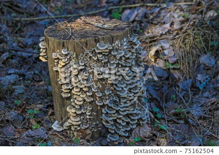 The stump of an old tree. Microorganisms appeared on it. Selective focus. The stump of an old tree. Microorganisms appeared on it. Selective focus. 75162504