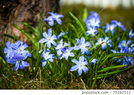 Closeup of blooming blue scilla luciliae flowers with raindrops in sunny day. Closeup of blooming blue scilla luciliae flowers with raindrops in sunny day. 75162512