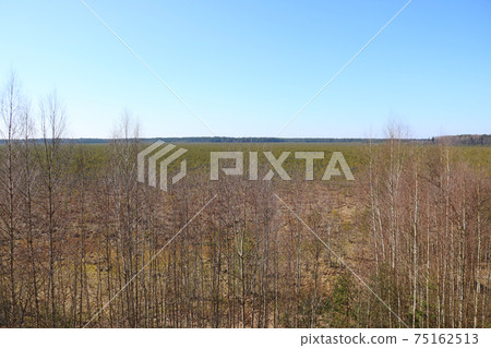 View of a young beautiful swamp. A plot of terrain characterized by excessive moisture, a hygrophilous living ground cover. Selective focus. 75162513