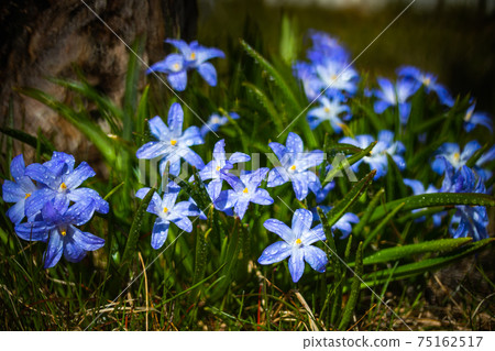 Closeup of blooming blue scilla luciliae flowers with raindrops in sunny day. Closeup of blooming blue scilla luciliae flowers with raindrops in sunny day. 75162517