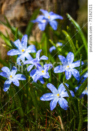 Closeup of blooming blue scilla luciliae flowers with raindrops in sunny day. Closeup of blooming blue scilla luciliae flowers with raindrops in sunny day. 75162521