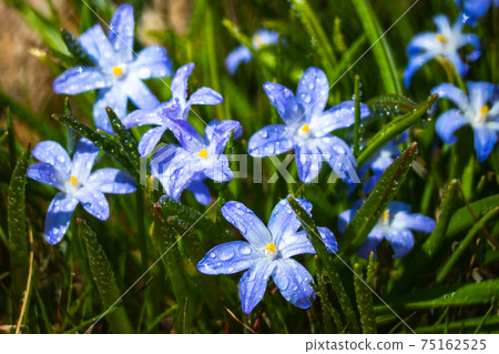 Closeup of blooming blue scilla luciliae flowers with raindrops in sunny day. Closeup of blooming blue scilla luciliae flowers with raindrops in sunny day. 75162525