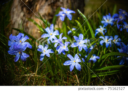 Closeup of blooming blue scilla luciliae flowers with raindrops in sunny day. Closeup of blooming blue scilla luciliae flowers with raindrops in sunny day. 75162527