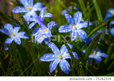 Closeup of blooming blue scilla luciliae flowers with raindrops in sunny day. 75162534
