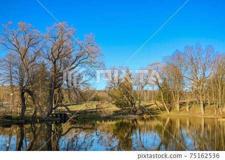 Beautiful young trees near the lake in early spring. 75162536