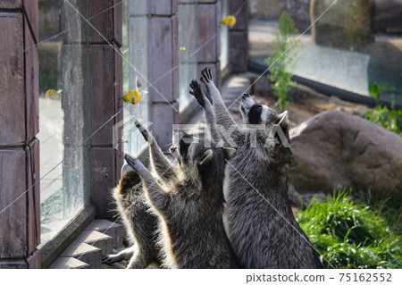 Raccoons pull their paws to eat. Funny photo with animals. Raccoons pull their paws to eat. Funny photo with animals. 75162552