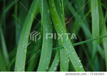 Green grass with water drops after rain. Green grass with water drops after rain. 75162903