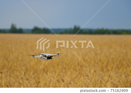 A drone flies over a yellow wheat field. A drone flies over a yellow wheat field. 75162909