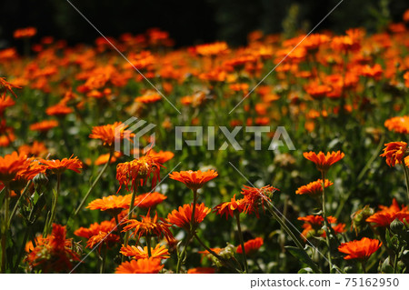 Blooming field of calendula in spring. A useful plant used in medicine and perfumery. 75162950
