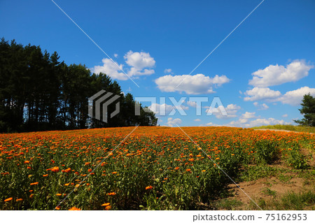 A field of calendula blossoms in spring against the background of the forest and sky. A field of calendula blossoms in spring against the background of the forest and sky. 75162953