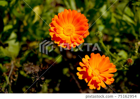 Orange flowers of calendula in spring or summer. Used in medicine. Orange flowers of calendula in spring or summer. Used in medicine. 75162954