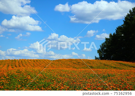 Bright orange field of blooming calendula in summer or spring. Bright orange field of blooming calendula in summer or spring. 75162956