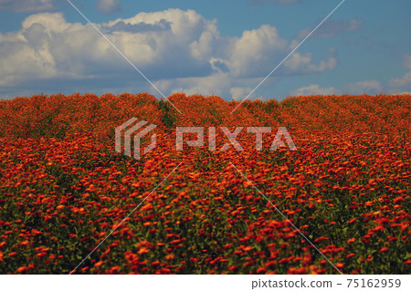 Blooming field of calendula in spring. A useful plant used in medicine and perfumery. Blooming field of calendula in spring. A useful plant used in medicine and perfumery. 75162959