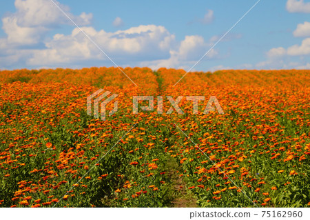 Bright orange field of blooming calendula in summer or spring. Bright orange field of blooming calendula in summer or spring. 75162960
