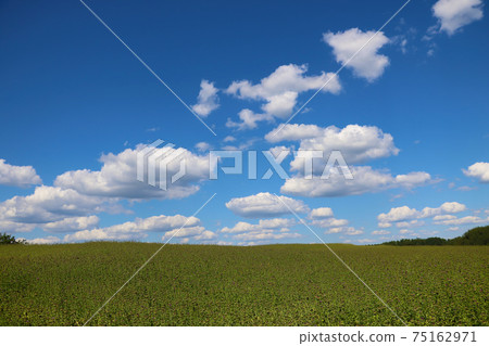 Scenic view of the green field and blue sky with white clouds. Spring. 75162971
