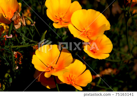 Orange California poppy flowers in a garden. Orange California poppy flowers in a garden. 75163141