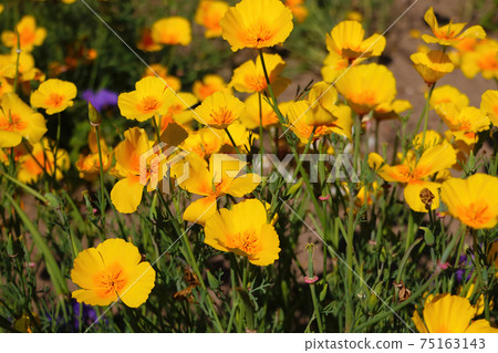 Orange California poppy flowers in a garden. 75163143