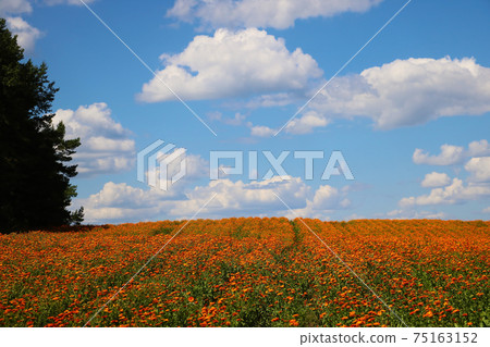 Blooming orange field of calendula in spring. Blooming orange field of calendula in spring. 75163152