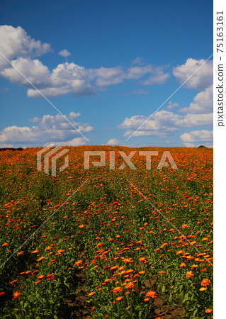 Blooming field of calendula. A useful plant used in medicine. 75163161