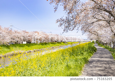 Aogehori River, Kuki City, Saitama Prefecture A landscape of cherry blossom trees and rape blossoms of Yoshino cherry tree Aogehori River, Kuki City, Saitama Prefecture A landscape of cherry blossom trees and rape blossoms of Yoshino cherry tree 75163205