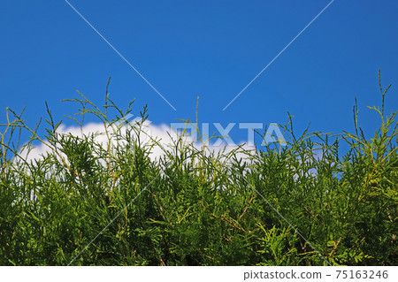 Young green juniper against blue sky in spring or summer. Young green juniper against blue sky in spring or summer. 75163246