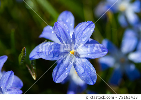 Closeup of blooming blue scilla luciliae flowers with raindrops in sunny day. Closeup of blooming blue scilla luciliae flowers with raindrops in sunny day. 75163418