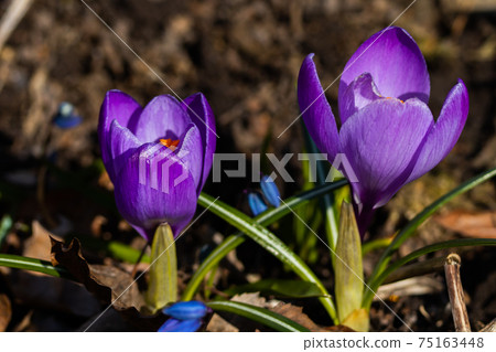Violet beautiful crocuses in early spring garden. Soft selective focus. Violet beautiful crocuses in early spring garden. Soft selective focus. 75163448