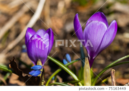 Violet beautiful crocuses in early spring garden. Soft selective focus. Violet beautiful crocuses in early spring garden. Soft selective focus. 75163449